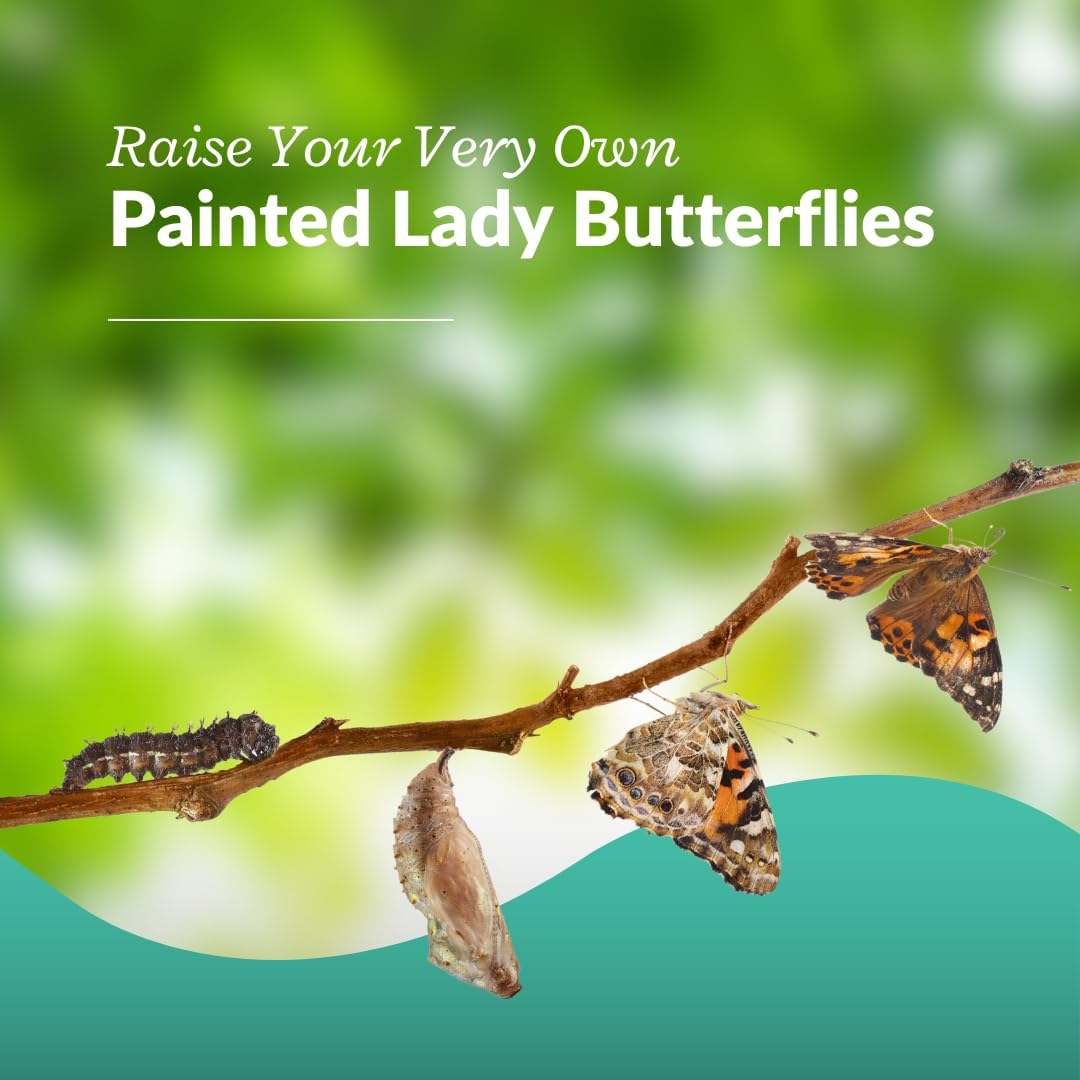 Clearwater Butterfly Live Painted Lady Butterflies - Butterfly Growing Kit with Live Caterpillars - Mesh Cage Included - Butterfly Habitat - 5 Live Caterpillars to Butterflies - Live Butterfly Kit