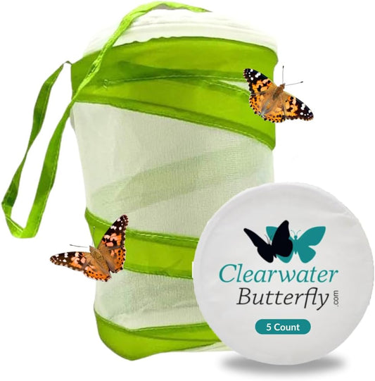 Clearwater Butterfly Live Painted Lady Butterflies - Butterfly Growing Kit with Live Caterpillars - Mesh Cage Included - Butterfly Habitat - 5 Live Caterpillars to Butterflies - Live Butterfly Kit