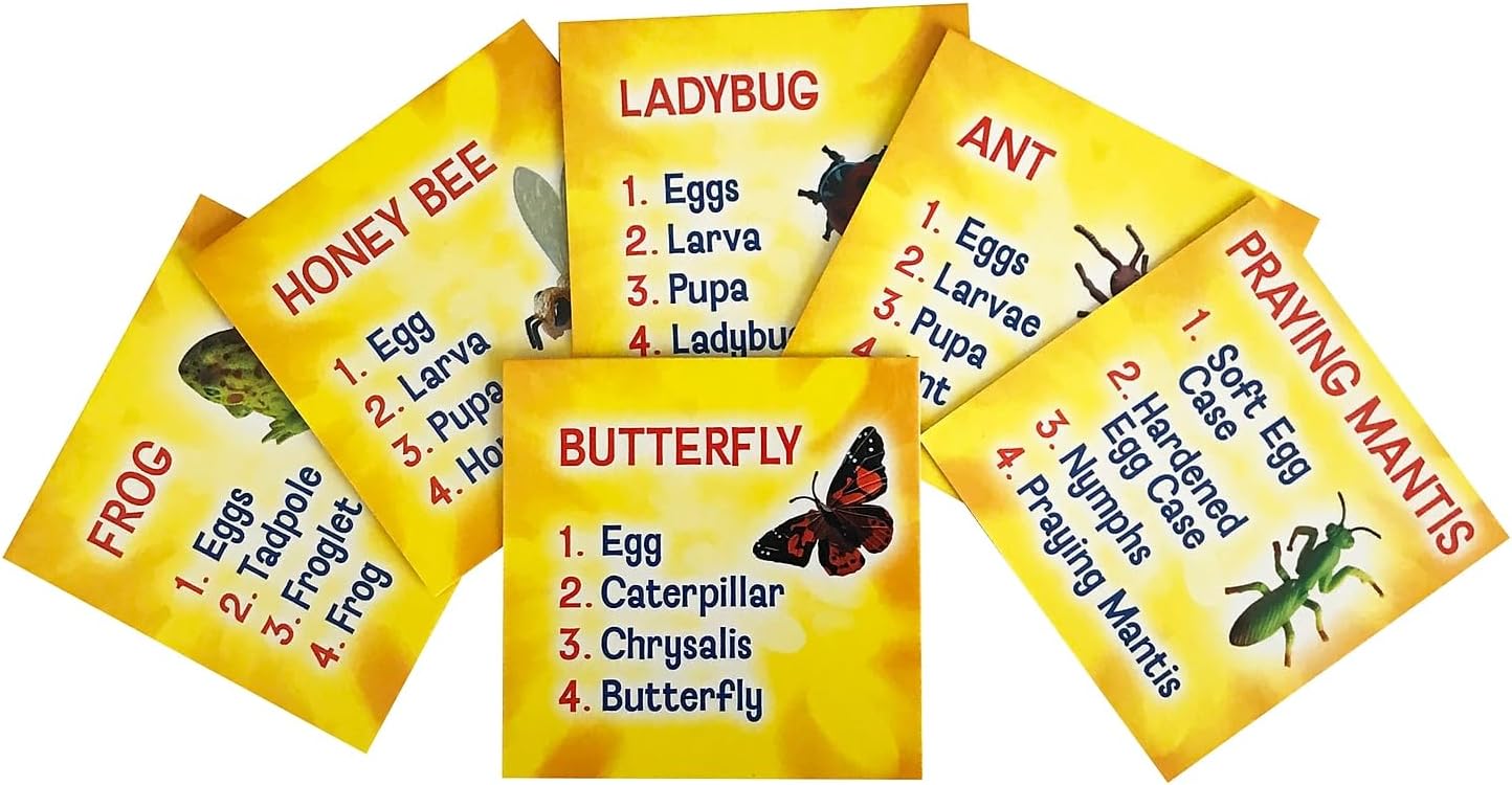 Insect Lore's Life Cycle Figurines 24 Pc Set | Butterfly, Ladybug, Frog, Honey Bee, Ant and Praying Mantis | 4 Stages Per Insect, 24 Figurines Total